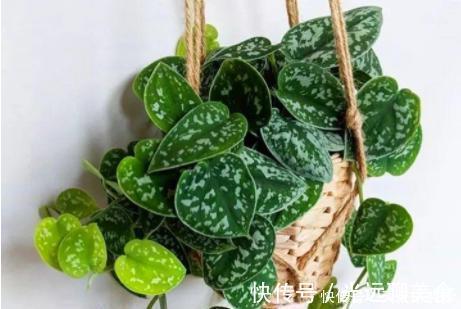 13种耐阴花卉，光照不足也能生长旺盛，开花茂密