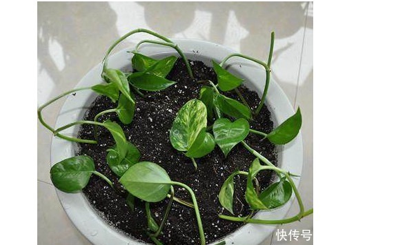 新手|几款最流行的绿植盆栽花卉，新手也能养活，把家变成一片花海