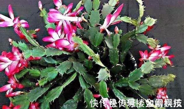 蟹爪兰|蟹爪兰发出这个“信号”,一定不要忽视,是在提醒你