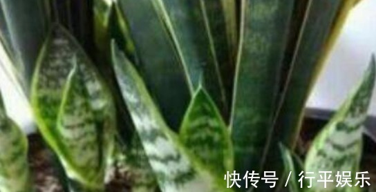 生根药|什么磷酸二氢钾、维生素都不如它，天然的生根药，养啥都爆盆