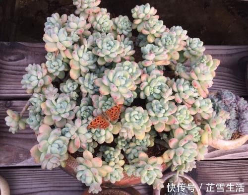 多肉|新手养多肉植物,了解掌握4个要点,保准养一个旺一个