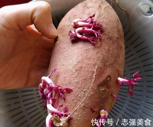 茄碱|4种食物发芽后,不仅没“毒”,营养反而增加