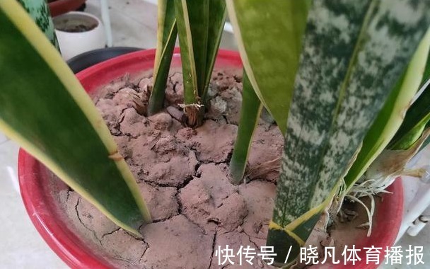 养花|喜欢养花,先戒掉7个坏习惯,不然啥花也养不好,你占了几个?