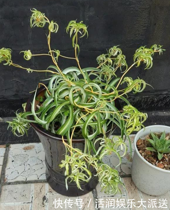 淘米水啤酒水，真不如这种水，养花一绝，浇一盆旺一盆