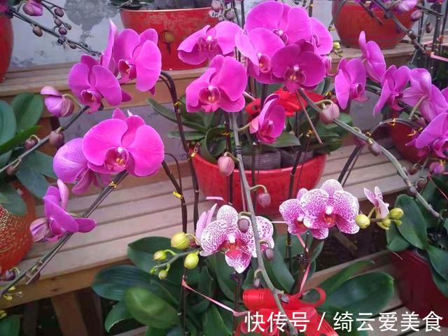 过年买的蝴蝶兰开败后别扔,简单几步处理,养好可以开花多年