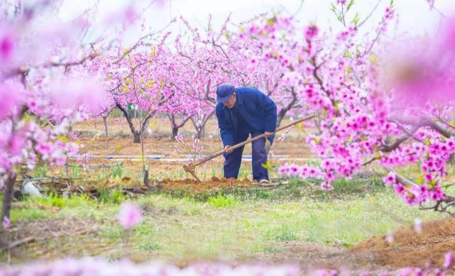 桃之夭夭，灼灼其华。岛城的世外“桃花源”藏在这些地方