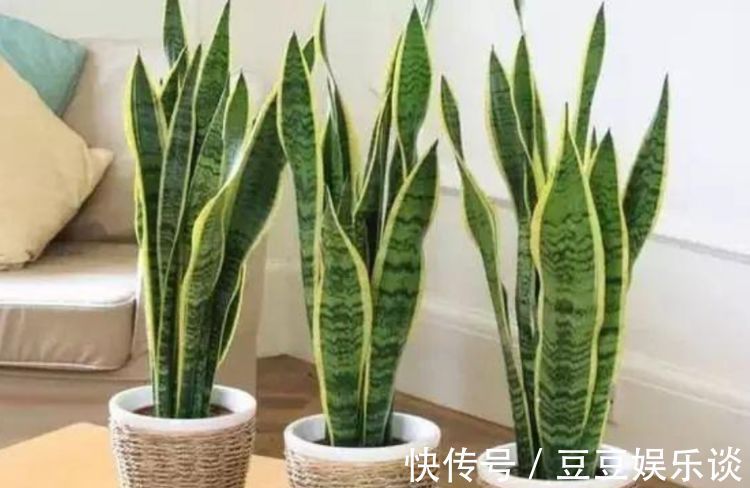 种花|3种花养卧室,促进睡眠质量,植株漂亮上档次,一觉睡到自然醒