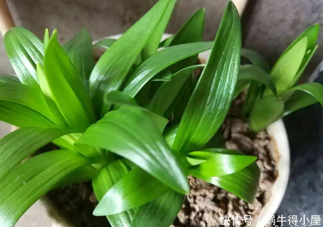 牡丹|这现在不能换盆的花,土一松就没命,白养大半年