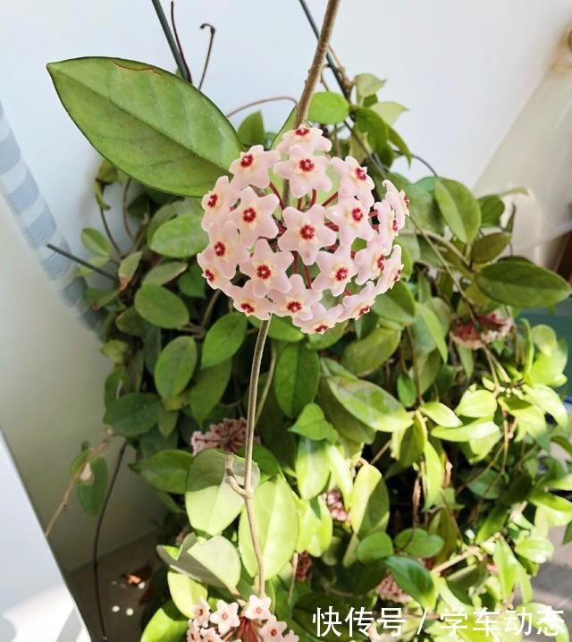 想球兰多冒芽全靠一个“虐”,蹭蹭冒花芽,独苗变繁花老桩!