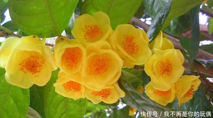 此花是一种古老的植物,具有很高的药用价值,象征着理想的爱