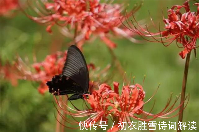 榆树皮|诗意秋草红花三首,满地红心草,凄美彼岸花