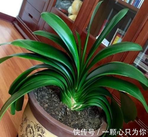 君子兰“夹箭”开不动?学会2招,只要7天,就把花箭拽出来