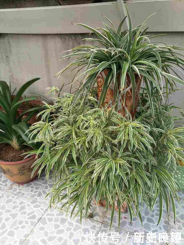 鸭掌木|文竹掐个枝，找个瓶子插水里，三天就冒小笋芽