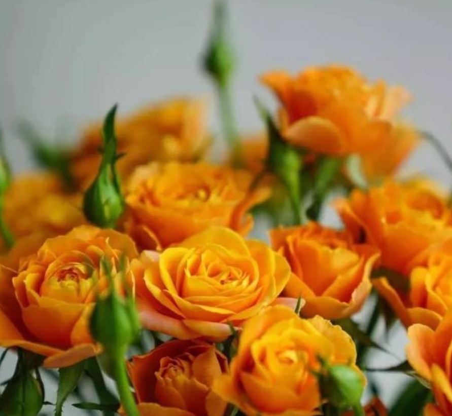 喜欢菊花，不如养“珍品玫瑰”果汁泡泡，似橘子果汁，色彩明快