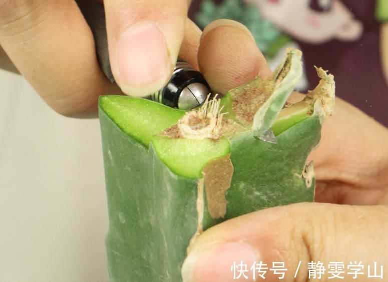 叶子|养护蟹爪兰,要注意8个要点,才能开出仙气飘飘花