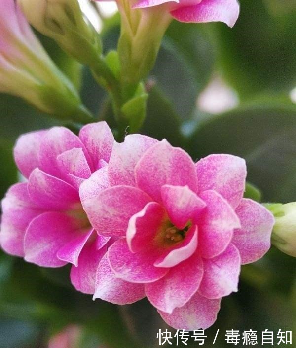 在家养6种花,越冷越开花,冬天也有花赏!