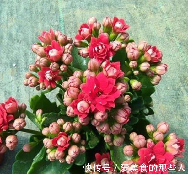 爆花|有个小阳台，定要养棵“红宝石”，满枝红花真喜庆，多季节有花赏