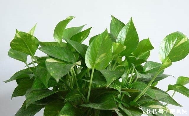家里养这几种植物的，万万要记得放这几样东西，保证越长越好