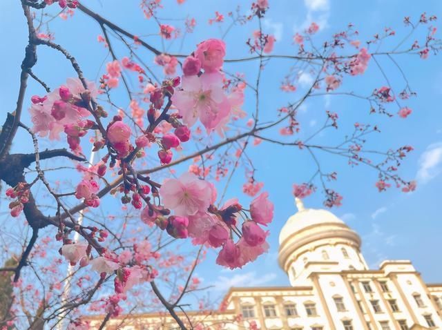 云赏花！一大波高校春景来袭，来看看你的学校→