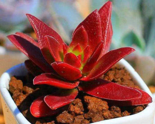多肉赤鬼城怎么养教你3个小妙招,养出火红艳丽的赤鬼城
