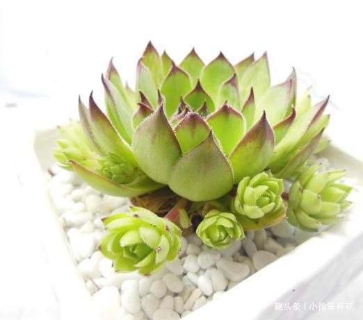 不到一年从1盆变成12盆的多肉植物——观音莲到底该怎么养