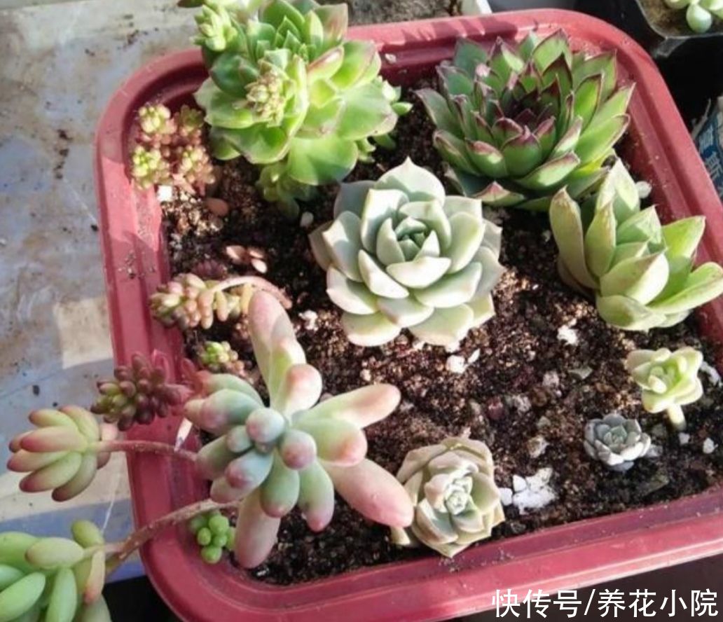 多肉植物|三伏天到了，给家里的多肉要做好“3控”，株型紧凑，不烂根