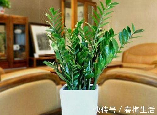 夏天8种花不用买,掐个叶子就能插活,让你的阳台变花园