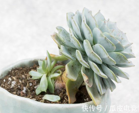 多肉植物服盆期出现气根不要怕,找准原因让多肉服盆