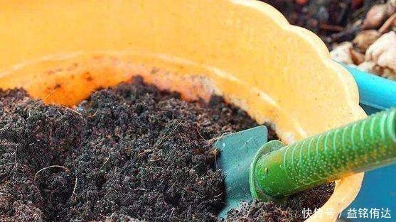 盆土板结怎么办不需要换新土,浇“1种水”就管,土壤立马松软