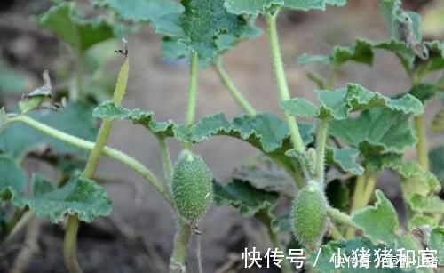 遇见|农村叫“喷瓜”的植物,是天然“泻下剂”,遇见别摘它