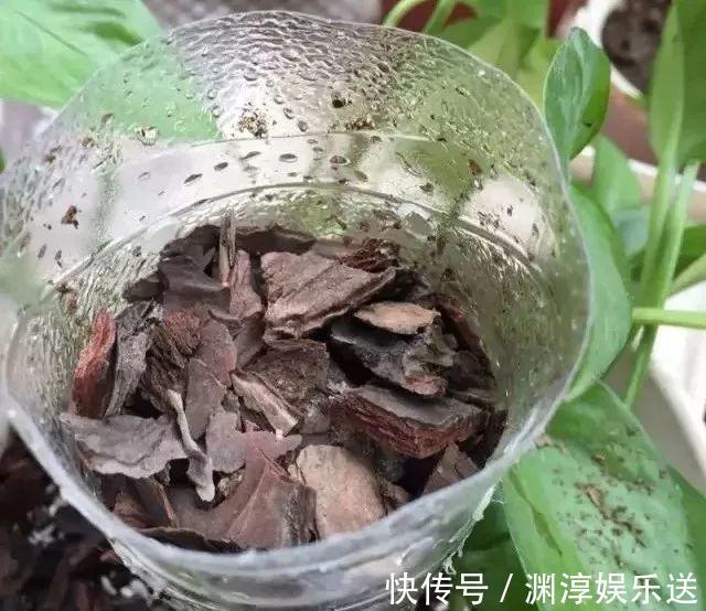 矿泉水瓶有“大作用”,10个“用法”最经典,可以种豆芽、养花