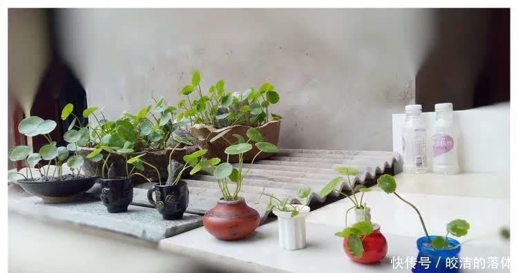 如莲似花,美好心情由你而始!