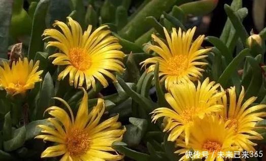 泥土|此款多肉外形似手掌,可开出漂亮的黄花,盆栽管理需做到4点
