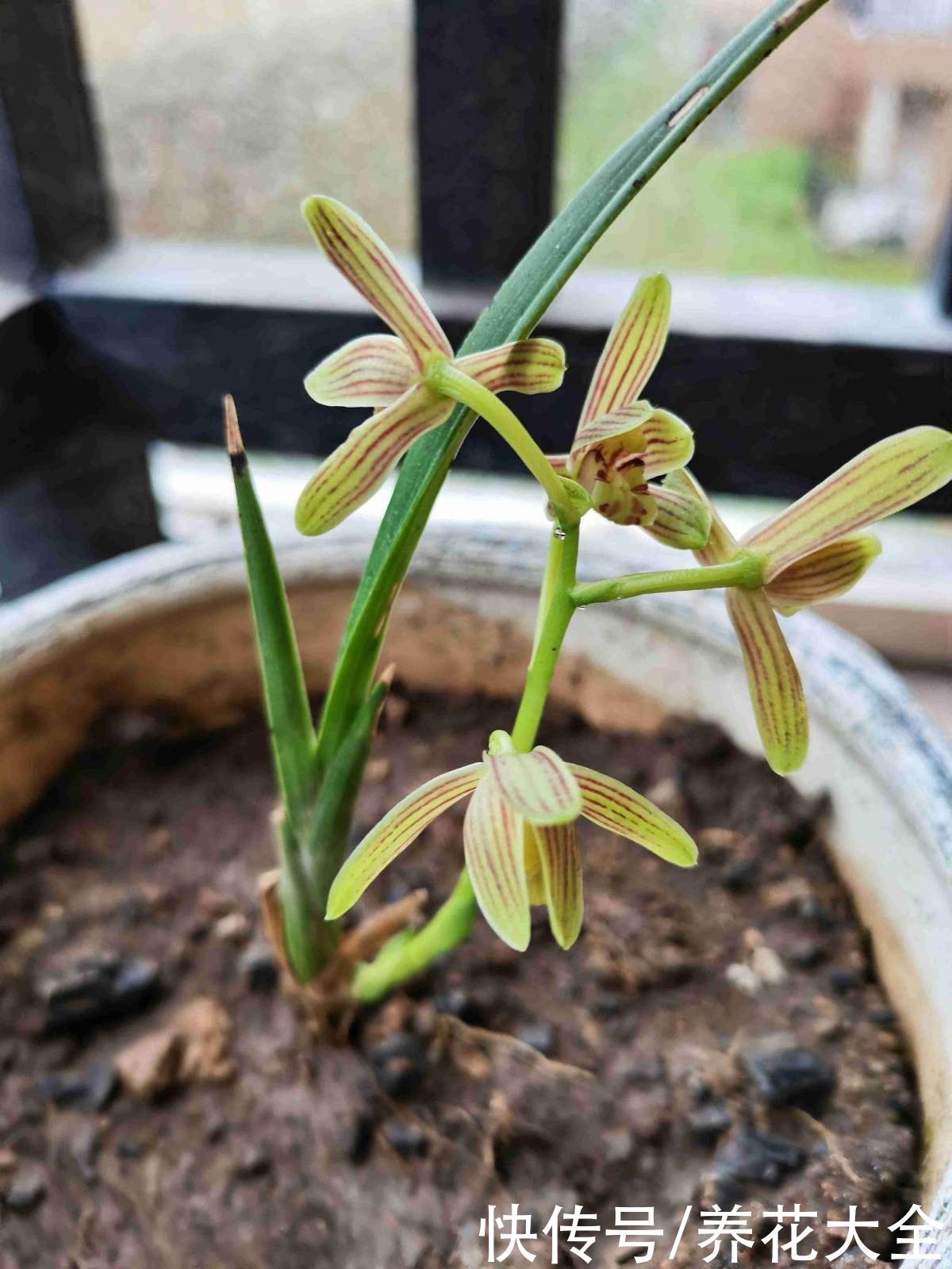 报岁兰|兰花品种多,中国兰花五大品种,你知道吗?