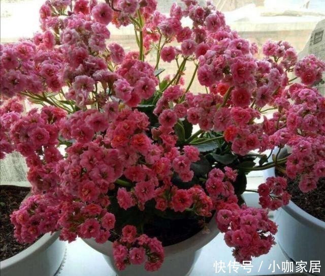 花孕蕾|养长寿花,花盆里放3种“小东西”,花苞长满枝头