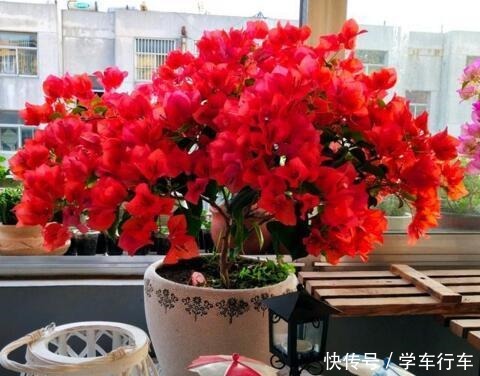 养花就浇“1种水”,盆土不板结,叶绿花还多,比施肥强得多!