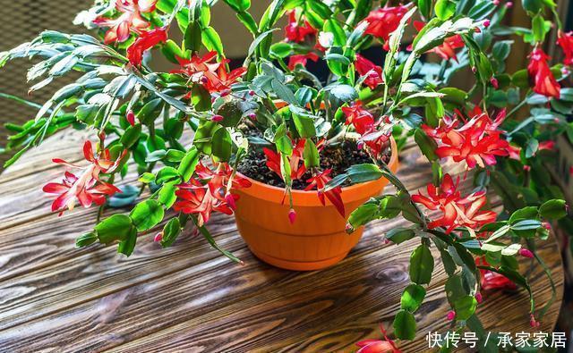 仙客来|家里养了这“5种”花的,夏天要少浇水,不然一周内必挂