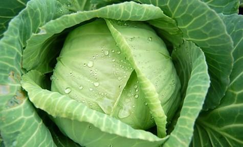 养胃|胃不好难长寿,4种食物多吃,胃病也会“不药而愈”,快告诉家人