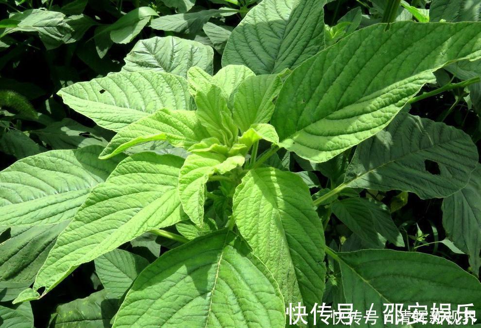 野菜|人称“长寿菜”，过去常用来喂猪，但含钙比菠菜高，见到记得摘点