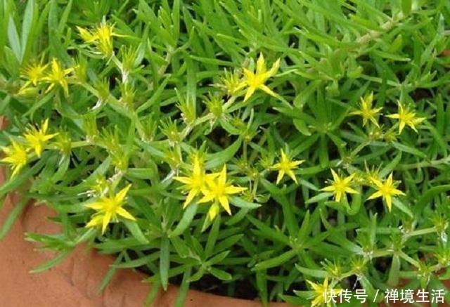 河边1野草,外形蓬松不受人喜,常被当成杂草去除,其实它是1宝!