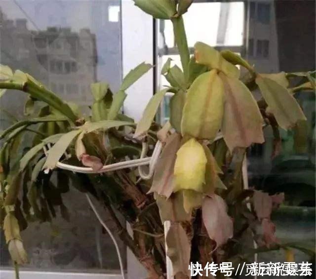 叶子|超怕冷的2种花,叶子冻烂了赶紧剪一剪,明年照样开!