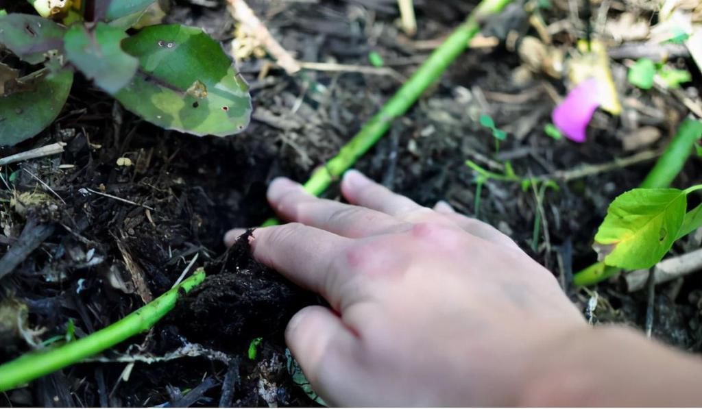 到了12月，有不少花能压条繁殖，做好这5点，扎根快服盆好