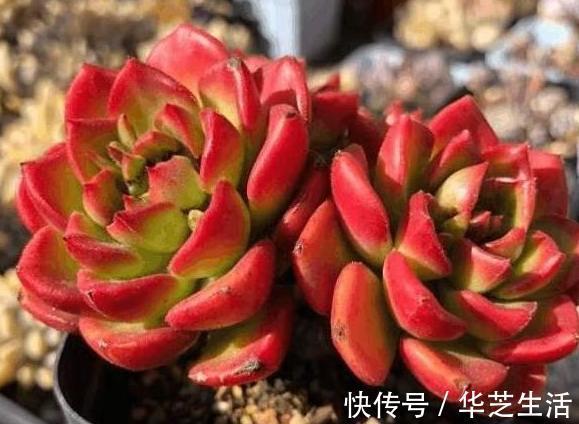冬天如何养多肉?做好这些,叶片上色快,轻松养出好状态