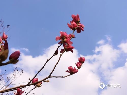 恭城春暖花开美如画