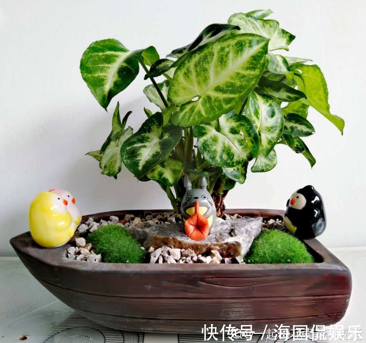 花花|家里光不好,就养10种耐阴绿植,叶子比花还要美