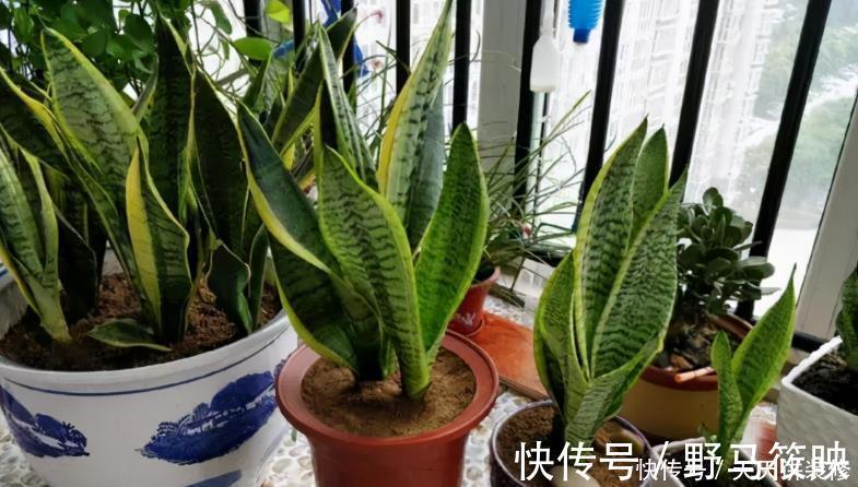 养殖|新人养花容易出问题，不如盆栽虎皮兰，注意4点，好活漂亮