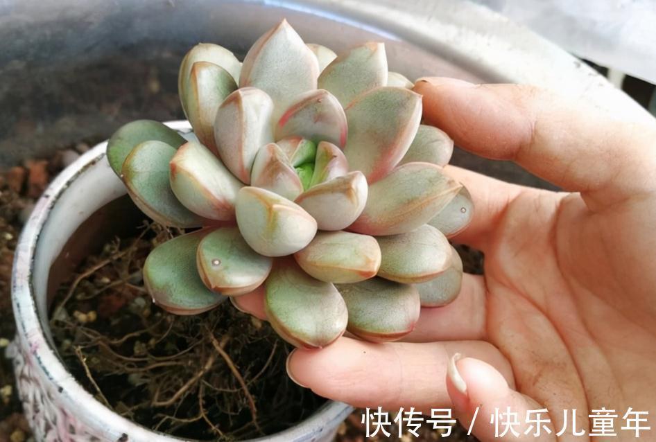 11月秋高气爽，给多肉换盆土，这么干服盆快，长势更好