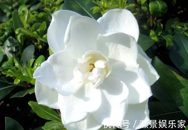 栀子花有“花苞”却不开花教你几个小妙招,雪白的花轻松开爆盆