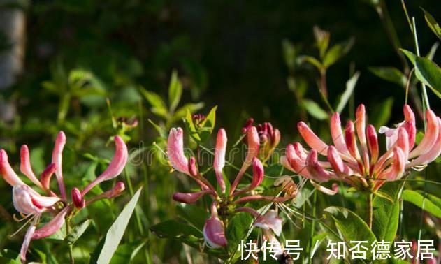 适应能力|零下20度冻不死的花草清单,种在北方小院,可多年赏花
