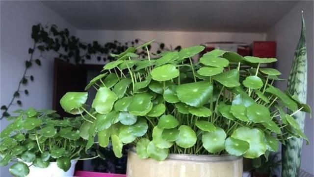 客厅养花,就养这“2种”,好养易活又耐看,比富贵竹、发财树强